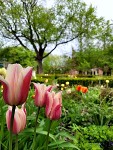 Tulip Fest: Family Bulb Planting at the Ten Broeck Mansion
